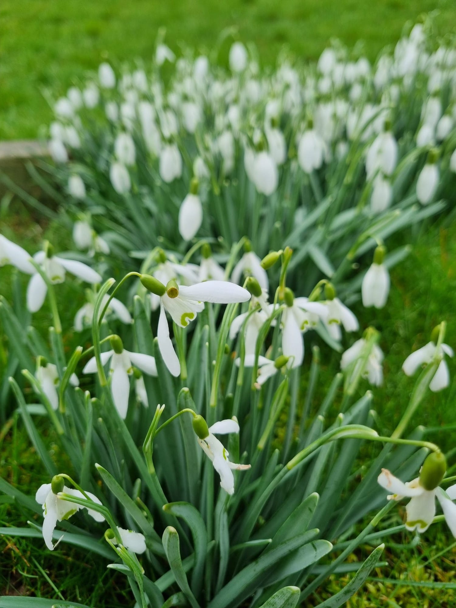 Close up of snowdrops