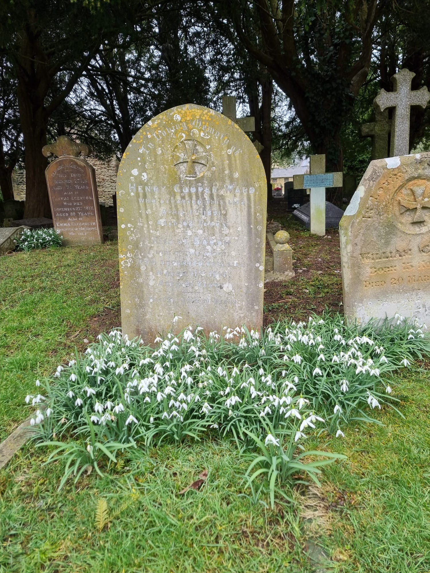 Snowdrops around graves