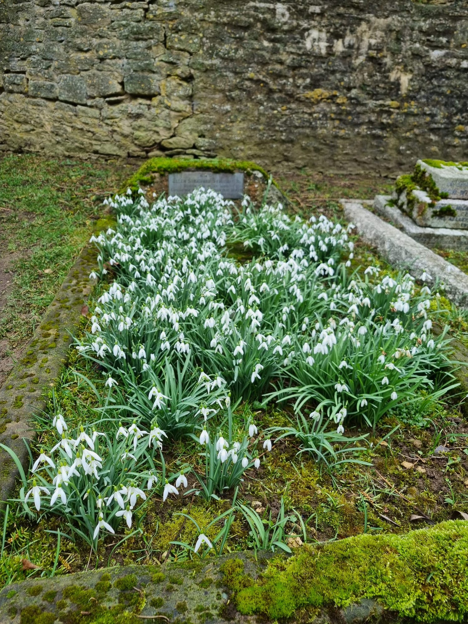 More snowdrops around graves