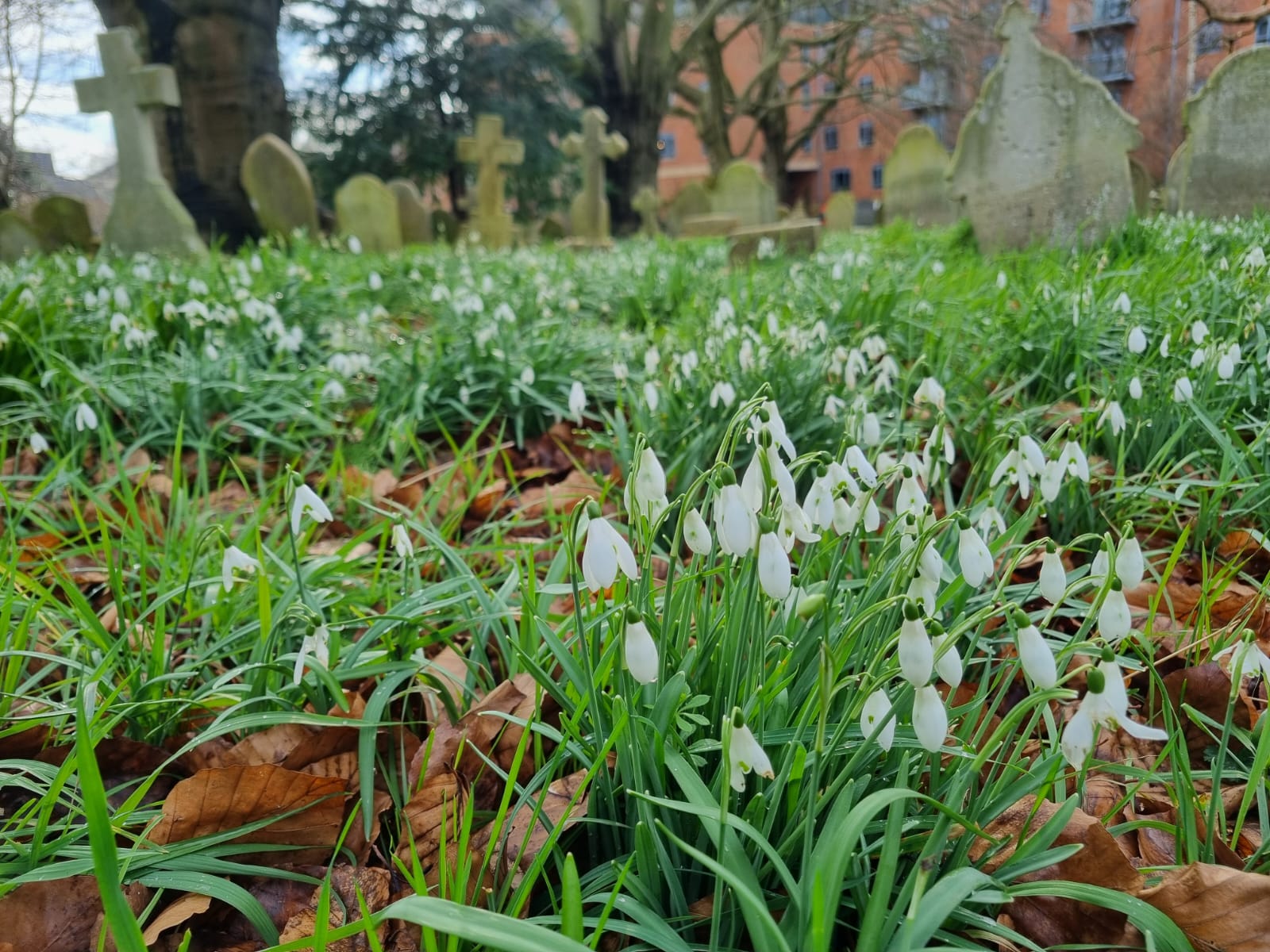 Cemetary full of snowdrops